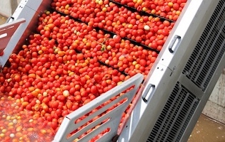 Отзыв №64 Вакуумно-выпарная установка производства томатной пасты